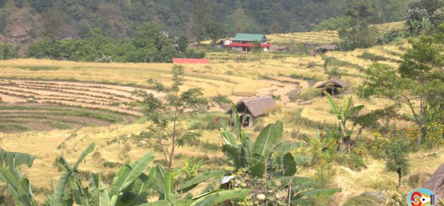 कोशीमा धान उत्पादन घट्यो, गतवर्ष भन्दा १९ हजार मेट्रिक टन कमी