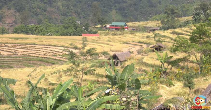 कोशीमा धान उत्पादन घट्यो, गतवर्ष भन्दा १९ हजार मेट्रिक टन कमी