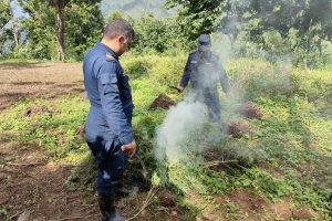 धनकुटा र भोजपुरमा १० हजार बढी गाँजाका बोट फडानी 