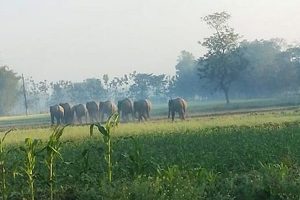 जंगली हात्तीको ठूलो समूह मोरङ-झापा ओहोरदोहोर