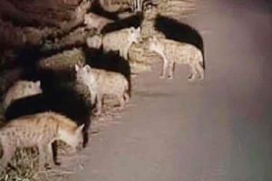 मोरङको रंगेलीमा हाइनाको बथान देखिएको भन्दै स्थानीय त्रसित