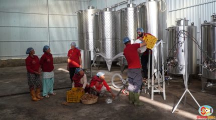 धनकुटाका दुर्गामणि पौडेल : दुई दशकपछि गाउँ फर्किएर खोले वाइन उद्योग