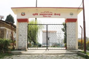 खाद्यान्नबालीको गुणस्तरीय बिउ अनुसन्धान केन्द्रको भण्डारणमै थन्कियो