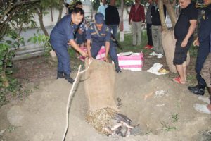 विराटनगरमा खाल्डोमा पुरियो माछा र सिद्रा