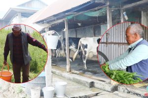 धनकुटाका दुई वडाध्यक्ष : जनताको सेवासँगै निरन्तर कृषिकर्ममा रमाउँदै