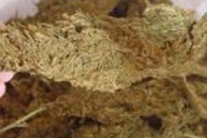 सुनसरीबाट ४१ किलो गाँजासहित एक जना पक्राउ