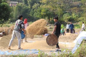 धनकुटामा धान उत्पादन घट्यो