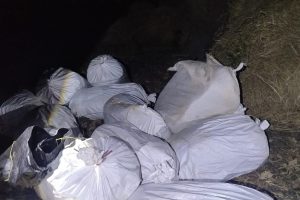 मोरङको रंगेलीबाट नौ क्विन्टल बढी गाँजा बरामद