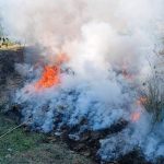 विराटनगरमा जलाइयो तीन हजार किलो गाँजा