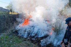 विराटनगरमा जलाइयो तीन हजार किलो गाँजा