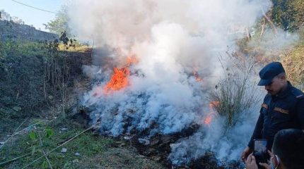 विराटनगरमा जलाइयो तीन हजार किलो गाँजा