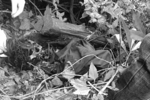 धनकुटामा सडेको अवस्थामा पुरुषको शव फेला, पहिचान खुल्न बाँकी