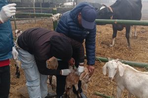 विराटनगर महानगरद्वारा खसी-बाख्रा र सुँगुरलाई निःशुल्क खोप 