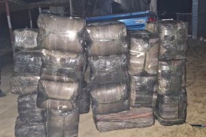 सुनसरीको बर्जुबाट बाँस झ्याङमा लुकाएको ५ सय ५४ किलो गाँजा बरामद