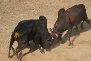 धनकुटाको मुगामा जुधाइयो १७ वटा गोरु