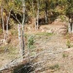 सुन्तलाका बोट सुक्न थालेपछी भोजपुरका किसान चिन्तित