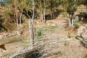 सुन्तलाका बोट सुक्न थालेपछी भोजपुरका किसान चिन्तित