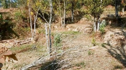 सुन्तलाका बोट सुक्न थालेपछी भोजपुरका किसान चिन्तित