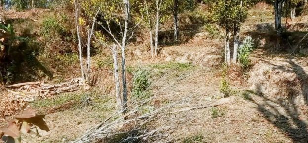 सुन्तलाका बोट सुक्न थालेपछी भोजपुरका किसान चिन्तित