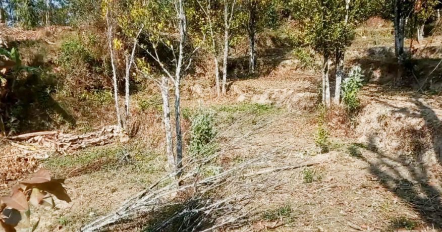 सुन्तलाका बोट सुक्न थालेपछी भोजपुरका किसान चिन्तित