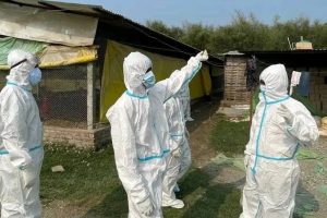 मोरङका चार स्थानीय तहमा बर्डफ्लु : पंक्षीजन्य वस्तुको ओसार-पसारमा प्रतिबन्ध