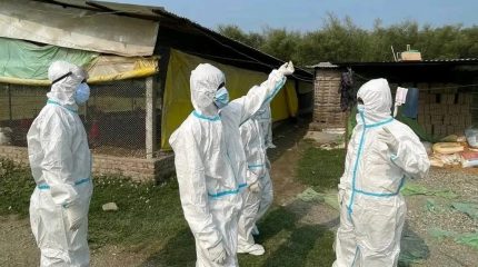 मोरङका चार स्थानीय तहमा बर्डफ्लु : पंक्षीजन्य वस्तुको ओसार-पसारमा प्रतिबन्ध