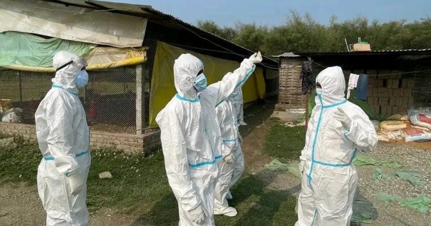 मोरङका चार स्थानीय तहमा बर्डफ्लु : पंक्षीजन्य वस्तुको ओसार-पसारमा प्रतिबन्ध