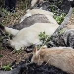 सोलुखुम्बुमा चट्याङ लागेर मरे १७ वटा बाख्रा