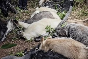 सोलुखुम्बुमा चट्याङ लागेर मरे १७ वटा बाख्रा