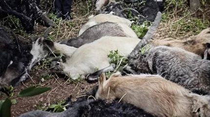 सोलुखुम्बुमा चट्याङ लागेर मरे १७ वटा बाख्रा