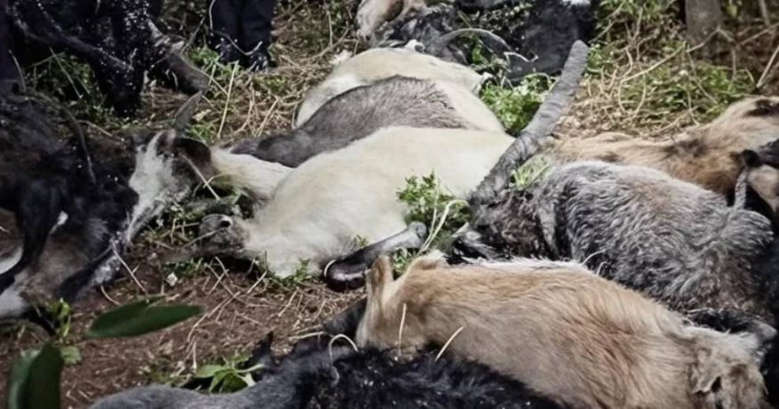 सोलुखुम्बुमा चट्याङ लागेर मरे १७ वटा बाख्रा