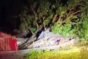 झापामा हावाहुरीले ढालेको रुखले लाग्दा घरभित्र सुतिरहेकी किशोरीको मृत्यु