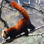 हिमाली क्षेत्रको पर्यटन प्रवर्द्धनका लागि इलाममा हुँदैछ रेडपाण्डा महोत्सव