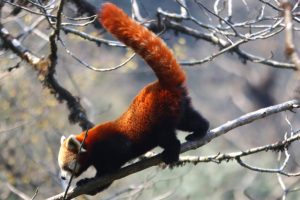 हिमाली क्षेत्रको पर्यटन प्रवर्द्धनका लागि इलाममा हुँदैछ रेडपाण्डा महोत्सव