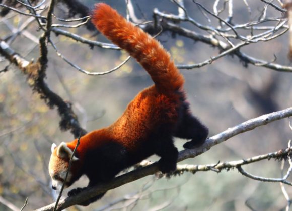 हिमाली क्षेत्रको पर्यटन प्रवर्द्धनका लागि इलाममा हुँदैछ रेडपाण्डा महोत्सव