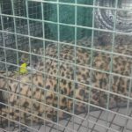 झापामा चितुवाको आक्रमणबाट चार जना घाइते