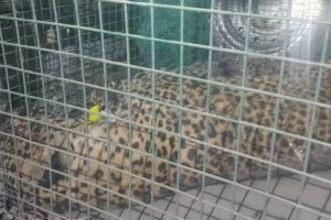 झापामा चितुवाको आक्रमणबाट चार जना घाइते