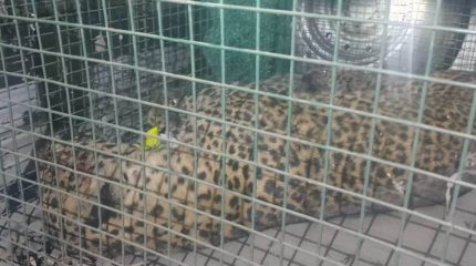 झापामा चितुवाको आक्रमणबाट चार जना घाइते