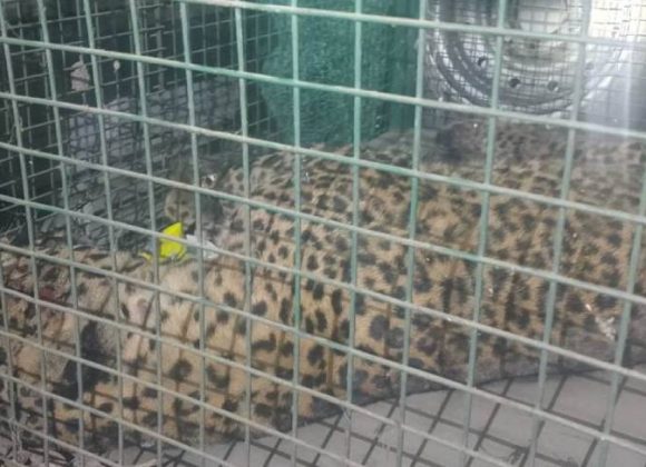 झापामा चितुवाको आक्रमणबाट चार जना घाइते