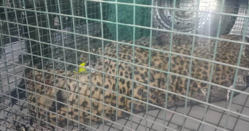 झापामा चितुवाको आक्रमणबाट चार जना घाइते