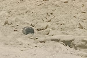 मोरङको सुन्दरहरैंचास्थित पूर्व-पश्चिम राजमार्गमा शंकास्पद वस्तु फेला