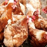 मोरङको सुन्दरहरैँचामा बर्डफ्लु पुष्टि : कुखुरा ओसार-पसारमा रोक