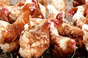 मोरङको सुन्दरहरैँचामा बर्डफ्लु पुष्टि : कुखुरा ओसार-पसारमा रोक