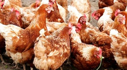 मोरङको सुन्दरहरैँचामा बर्डफ्लु पुष्टि : कुखुरा ओसार-पसारमा रोक