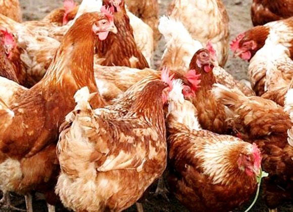 विराटनगरमा पनि बर्डफ्लु संक्रमण