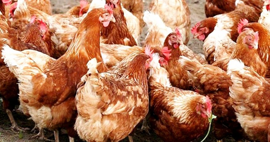 विराटनगरमा पनि बर्डफ्लु संक्रमण