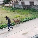 विराटनगरबाट दिउँसै चोरी भयो खसी