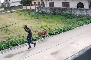 विराटनगरबाट दिउँसै चोरी भयो खसी