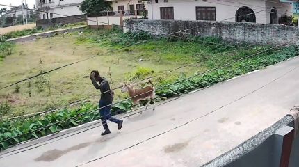 विराटनगरबाट दिउँसै चोरी भयो खसी