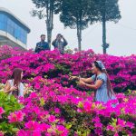 गुफापतालमा पर्यटकलाई स्वागत गर्दै ढकमक्क एजेलिया (फोटो फिचर)